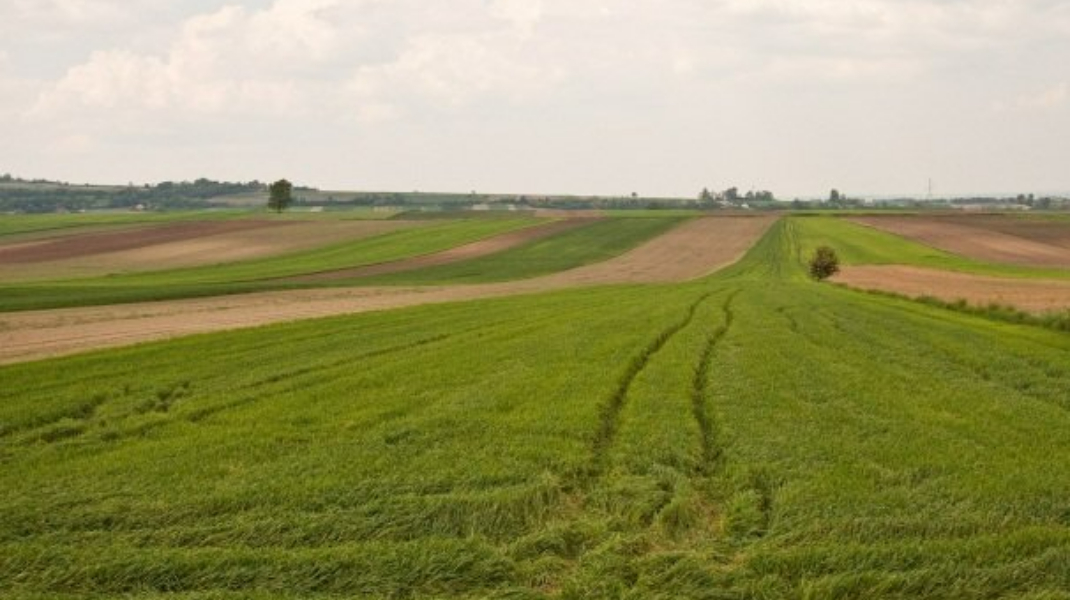 Statul dă în arendă 21 de terenuri agricole: se cer peste 2,6 milioane de lei pe an