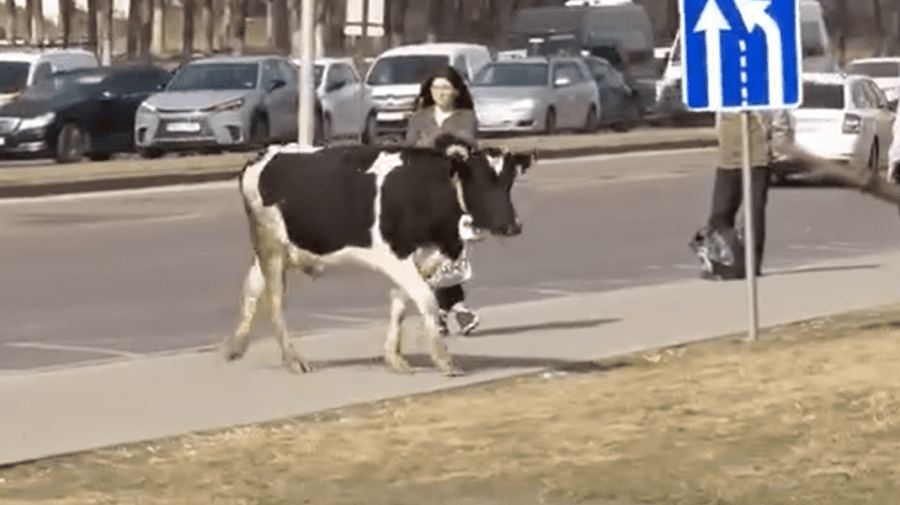 VIDEO O cireadă de vaci a ajuns pe străzile din Chișinău, tocmai când traficul era aglomerat