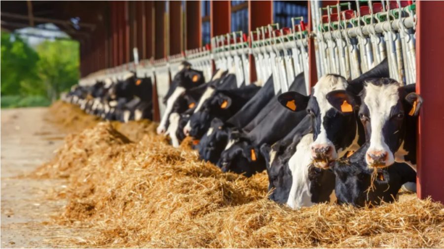 FOTO 70 de aparate moderne de muls și seturi sanitare au fost distribuite micilor crescători de bovine din țară