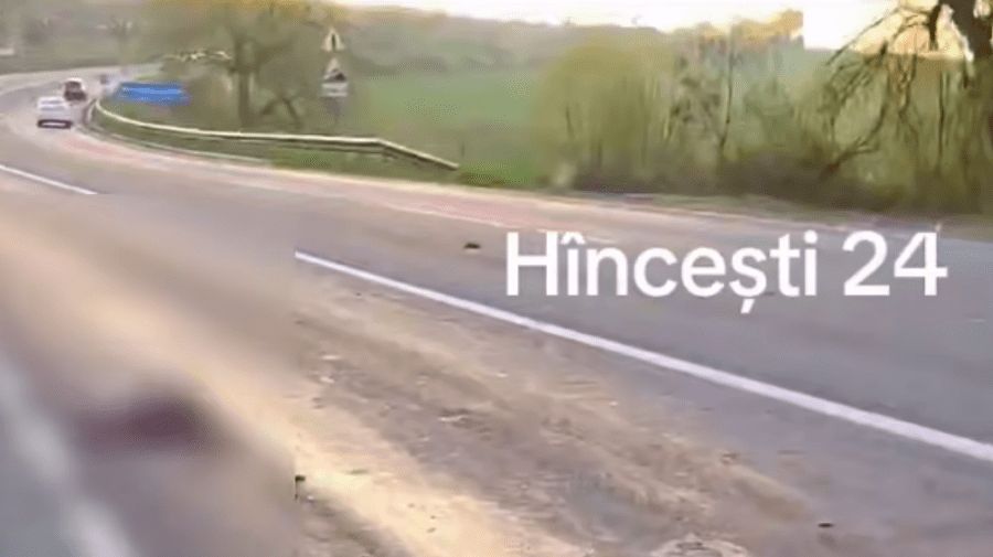 VIDEO 18+ Două căprioare, ucise pe traseul Hîncești-Chișinău: autoritățile investighează cazul