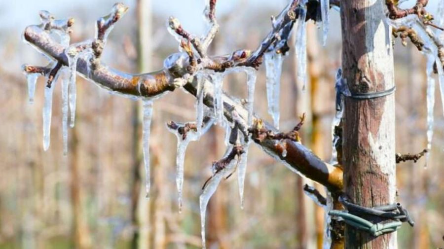 Măsuri de protecție pentru culturile agricole împotriva temperaturilor scăzute