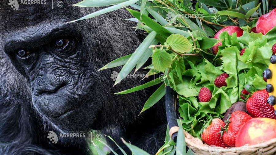 Fatou, cea mai vârstnică gorilă din lume, și-a celebrat a 68-a aniversare la Grădina Zoologică din Berlin