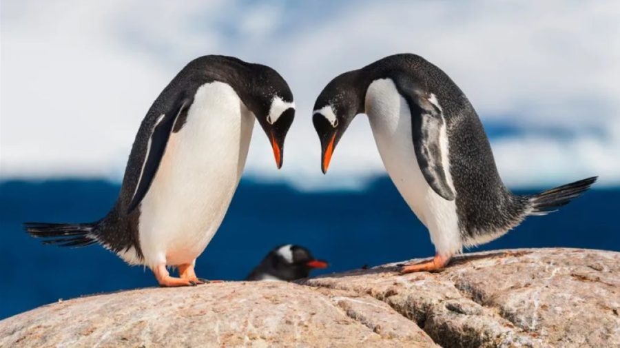 Pinguinii și focele, în stare de șoc! Insule nelocuite de lângă Antarctica, lovite de noile tarife americane