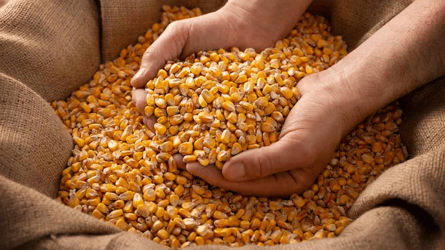 Moldova exportă mai puțin porumb. Cifrele pentru sezonul iulie 2024 – februarie 2025