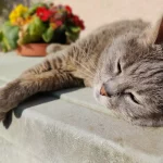 Moldova intră din nou sub asediul caniculei: temperaturi de până la 36°C