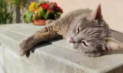 Moldova intră din nou sub asediul caniculei: temperaturi de până la 36°C