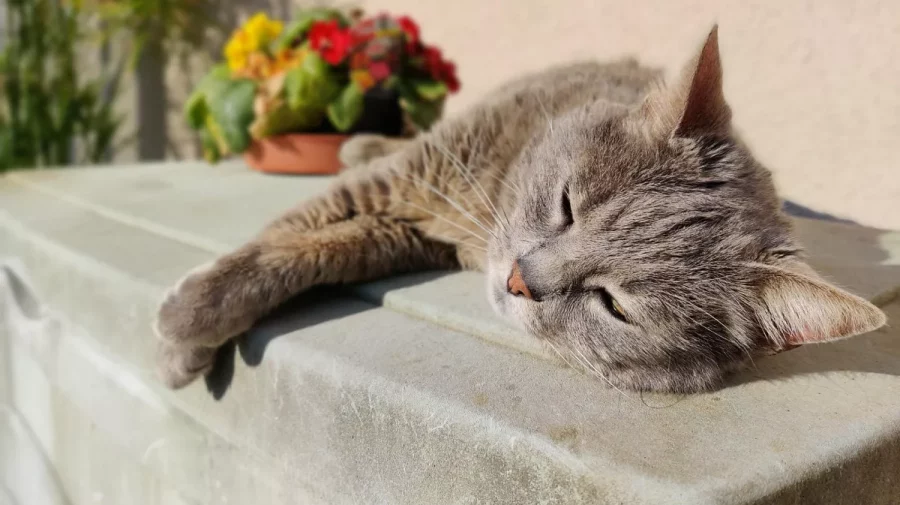 Sudul Moldovei se topește! Codul galben de caniculă, prelungit