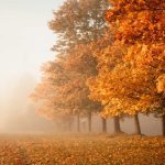 Prognoza meteo pentru 21 octombrie: Ceață și până la +19 grade