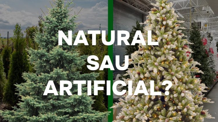 Realitatea Săptămânii: Brazi naturali sau din plastic? Prețuri, recomandări și tendințele anului