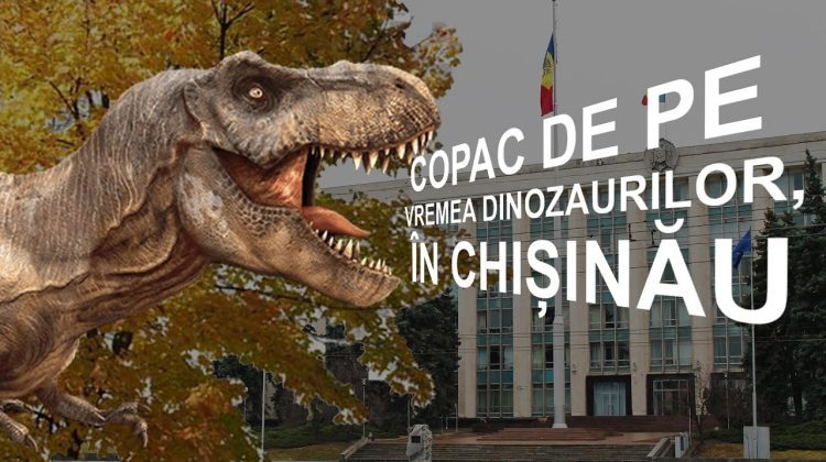 Realitatea Săptămânii: Ginkgo Biloba, copacul de pe vremea dinozaurilor, roditor în parcul Dendrariu