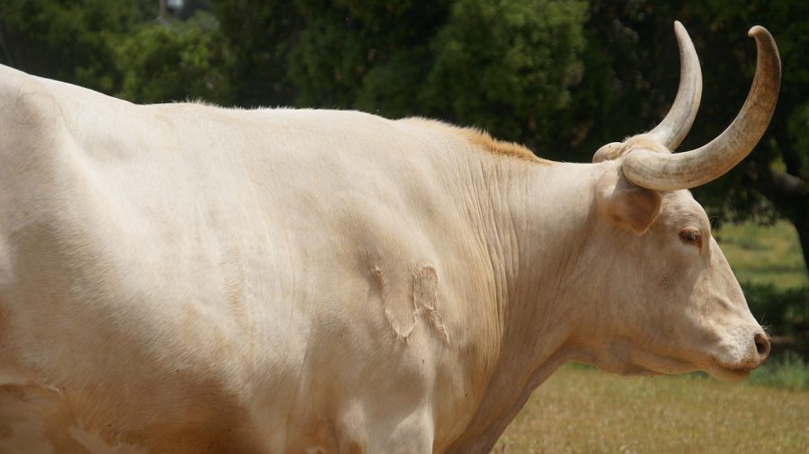 Pensionar, atacat de bou la Chițcani. A fost internat în reanimare, în stare extrem de gravă