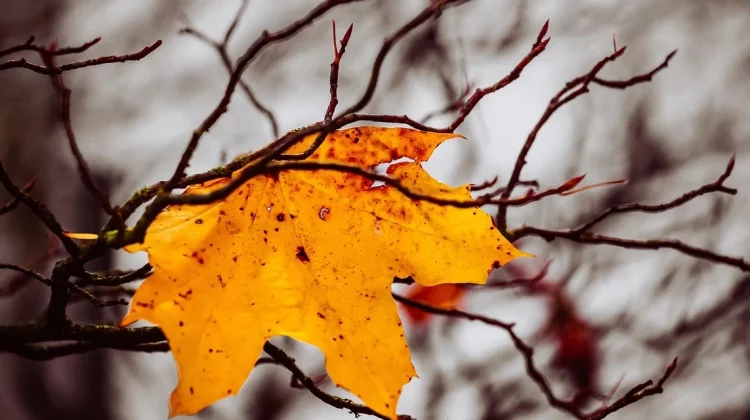 Prognoza meteo pentru 5 decembrie: Zi calmă, fără ploi, cu temperaturi moderate