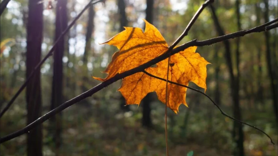Prognoza meteo pentru 2 decembrie: Care vor fi temperaturile maxime