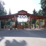 VIDEO Două civete albe și doi kinkaju, noii locatari ai Grădinii Zoologice din Chișinău