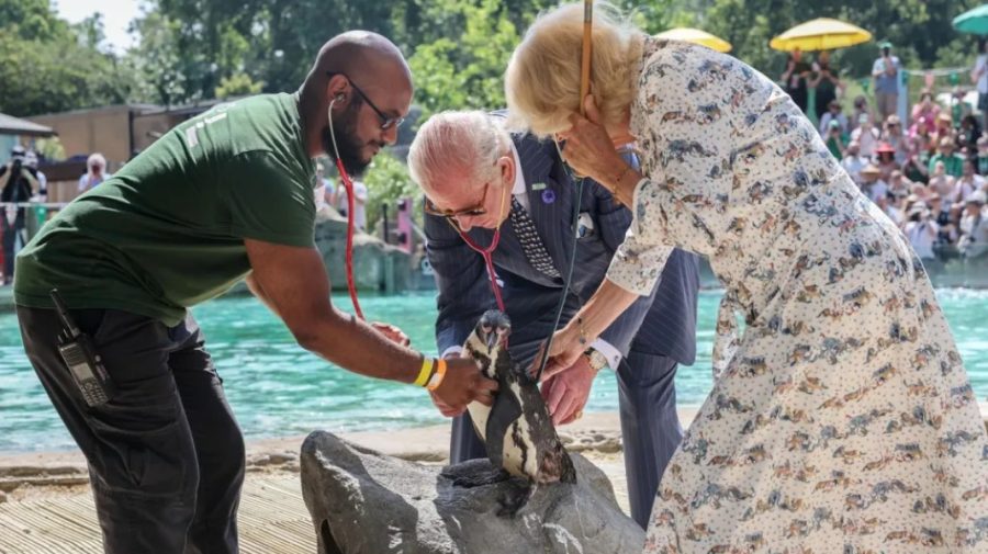 Imagini cu Regele Charles și Regina Camilla la grădina zoo, pe caniculă: “Aș vrea să mă alătur pinguinilor în bazin“