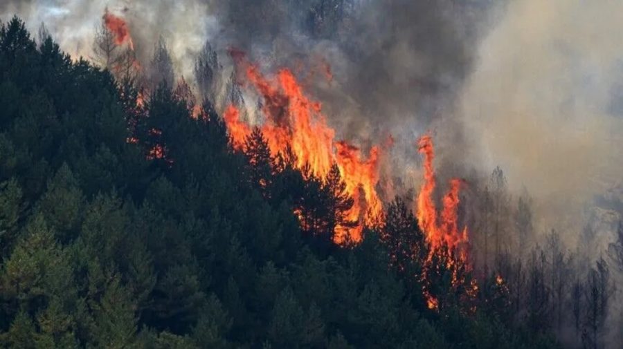 VIDEO 12 morți în urma unui incendiu de pădure din sudul Spaniei. Unele victime au fost găsite în mașini