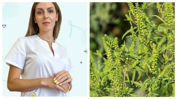 Pericol de alergii din cauza ambroziei! Medicul Iana Cașu avertizează asupra complicațiilor care pot afecta respirația