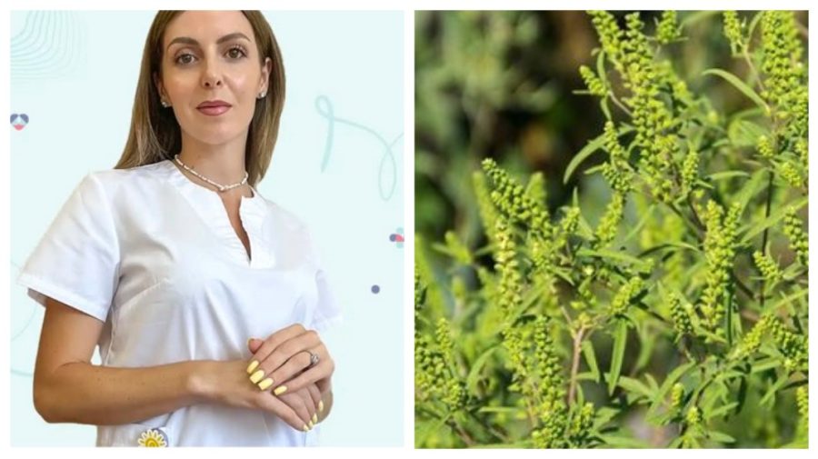 Pericol de alergii din cauza ambroziei! Medicul Iana Cașu avertizează asupra complicațiilor care pot afecta respirația