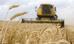 CFM ia în calcul o reducere de 50% pentru cerealele ucrainene: ce riscuri identifică un economist