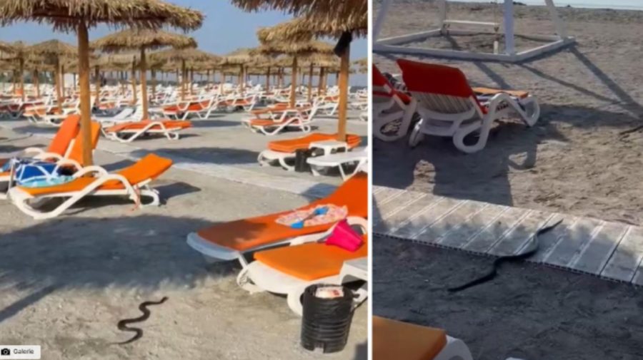 Panică pe o plajă din România: un șarpe de 1,5 metri, printre șezlongurile turiștilor