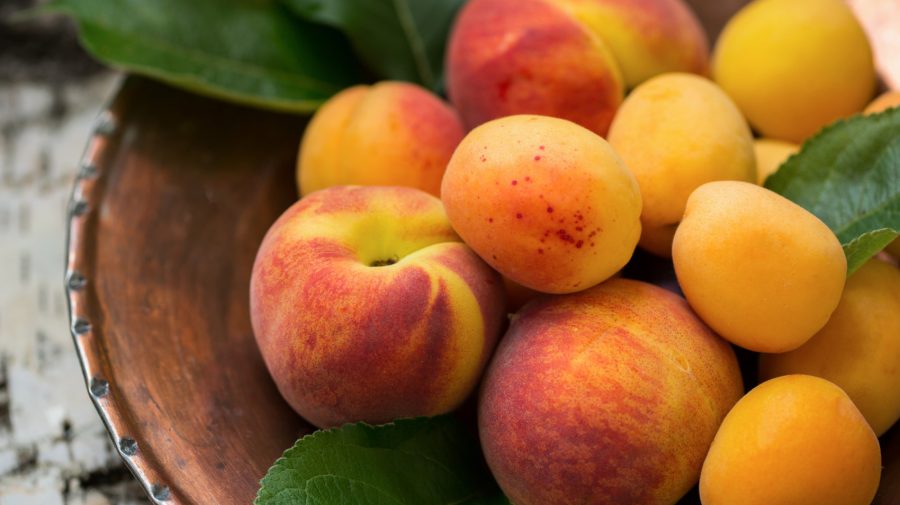 Recoltă bună de caise și piersici în Moldova: Producătorii pregătesc fructele pentru export