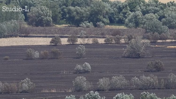 Incendiul de la Purcari, unde au fost distruse 38 de hectare de grâu: Prejudiciul depășește jumătate de milion de lei