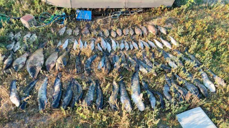 Braconaj pe râul Nistru! Peste 55 de kilograme de pește, inclusiv specii din Cartea Roșie, prinse cu curent electric