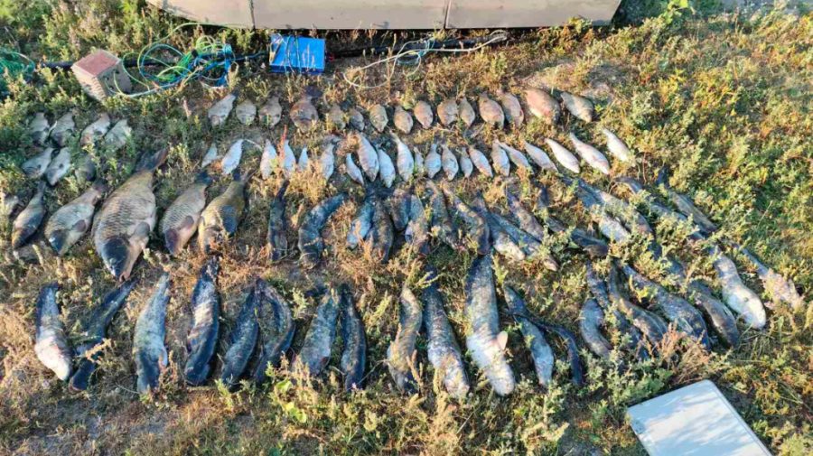 Braconaj pe râul Nistru! Peste 55 de kilograme de pește, inclusiv specii din Cartea Roșie, prinse cu curent electric
