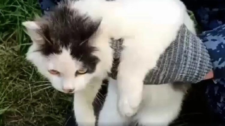 VIDEO „Misiune” neobișnuită pentru o pisică: A fost folosită pentru a transporta droguri către deținuți