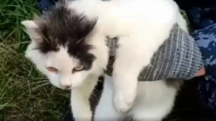 VIDEO „Misiune” neobișnuită pentru o pisică: A fost folosită pentru a transporta droguri către deținuți