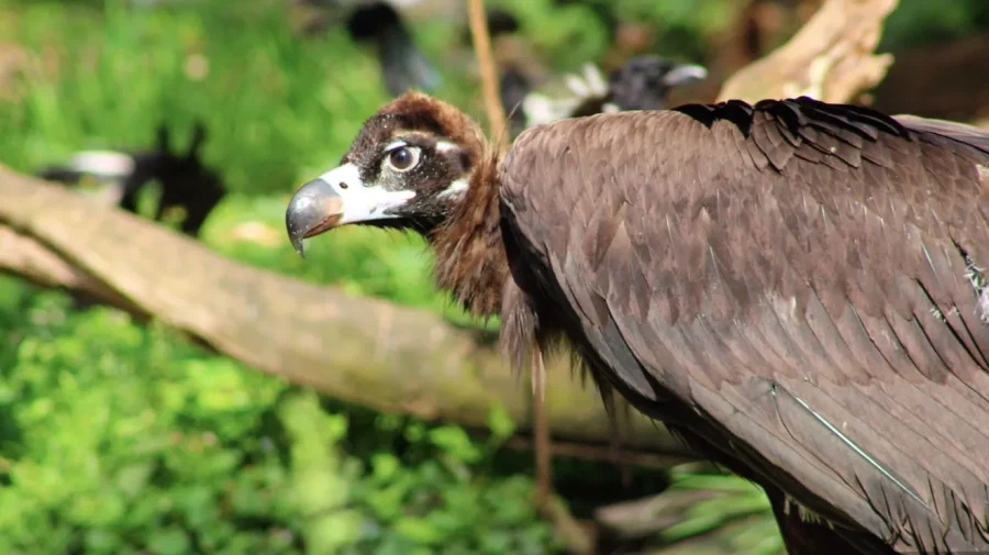 BTA: Pui de vultur negru, o specie pe cale de dispariție din Munții Rodopi, echipați cu transmițătoare GPS