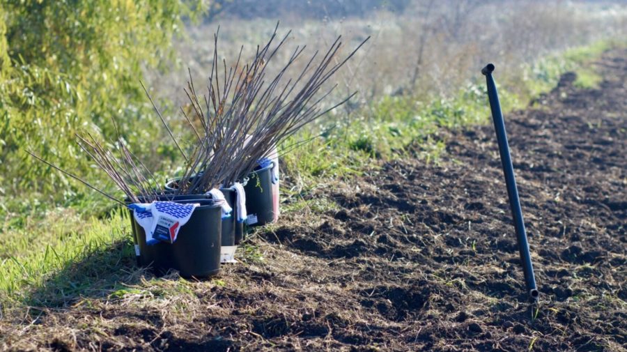 Peste un milion de lei pentru transformarea unei gunoiști în pădure, la Criuleni: După doi ani au rămas câțiva puieți