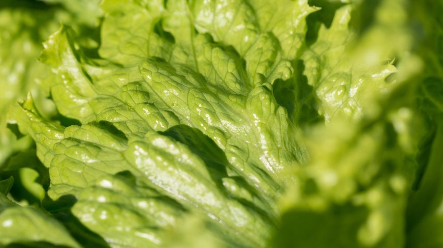 „Nu consumați produse alimentare cu salată iceberg”. Motivul pentru care o rețea de fast-food renunță la ingredient