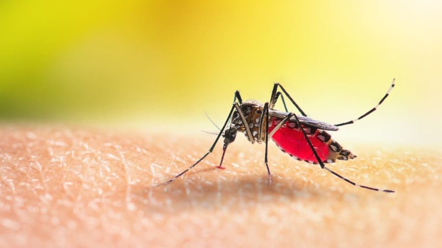 Canicula favorizează răspândirea bolilor infecțioase în Europa: Avertismentul specialiștilor