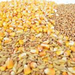 Grâul și porumbul se scumpesc puternic: Războiul din Marea Neagră reaprinde temerile privind o criză alimentară