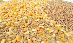 Grâul și porumbul se scumpesc puternic: Războiul din Marea Neagră reaprinde temerile privind o criză alimentară