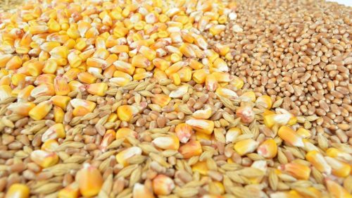 Grâul și porumbul se scumpesc puternic: Războiul din Marea Neagră reaprinde temerile privind o criză alimentară