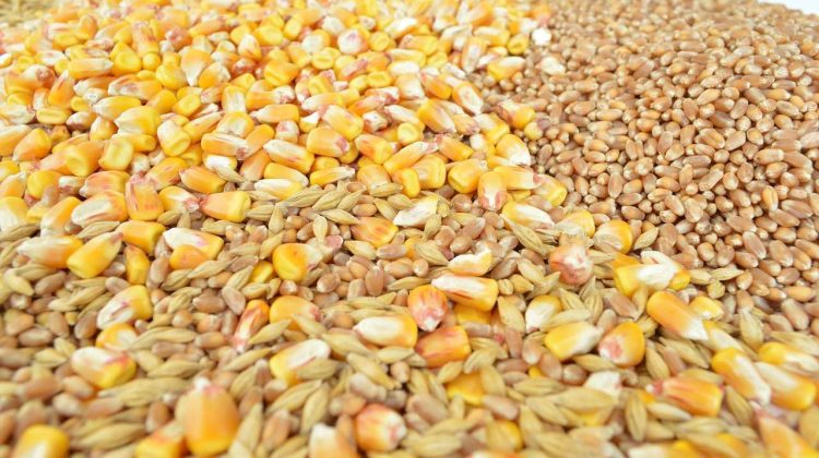 Grâul și porumbul se scumpesc puternic: Războiul din Marea Neagră reaprinde temerile privind o criză alimentară