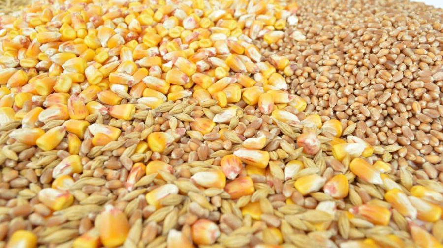 Grâul și porumbul se scumpesc puternic: Războiul din Marea Neagră reaprinde temerile privind o criză alimentară