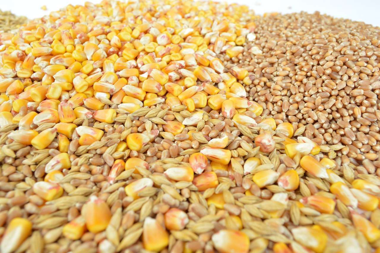 Grâul și porumbul se scumpesc puternic: Războiul din Marea Neagră reaprinde temerile privind o criză alimentară