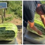 VIDEO Record în grădina unui fermier din Căușeni: A crescut un pepene verde de peste 70 de kilograme