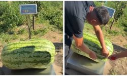 VIDEO Record în grădina unui fermier din Căușeni: A crescut un pepene verde de peste 70 de kilograme