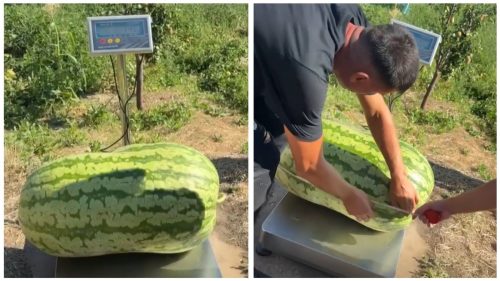 VIDEO Record în grădina unui fermier din Căușeni: A crescut un pepene verde de peste 70 de kilograme