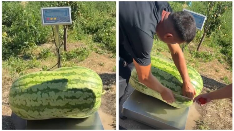 VIDEO Record în grădina unui fermier din Căușeni: A crescut un pepene verde de peste 70 de kilograme