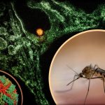 Avertisment pentru moldovenii care călătoresc în Europa: Virusul West Nile se extinde. Au fost raportate și decese