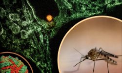 Avertisment pentru moldovenii care călătoresc în Europa: Virusul West Nile se extinde. Au fost raportate și decese