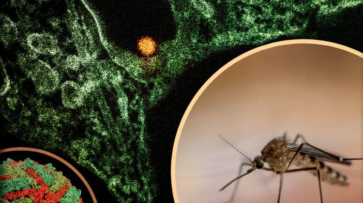 Avertisment pentru moldovenii care călătoresc în Europa: Virusul West Nile se extinde. Au fost raportate și decese