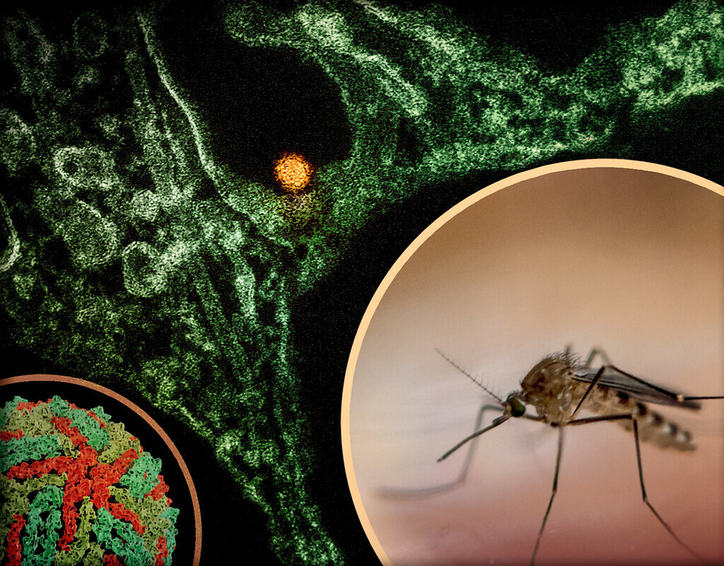 Avertisment pentru moldovenii care călătoresc în Europa: Virusul West Nile se extinde. Au fost raportate și decese