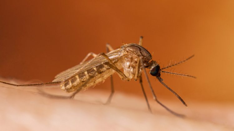 ANSP avertizează asupra virusului West Nile. Ce recomandă pentru a reduce riscul de infectare