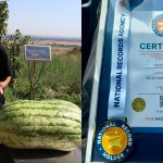Un nou record național! Sergiu Surschi a primit certificat pentru că a crescut cel mai mare pepene verde